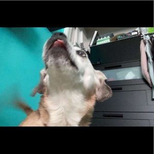 Meet your Posher, Kaylie